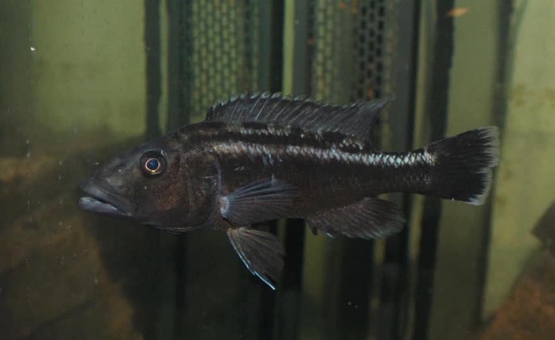 Tyrannochromis polyodon